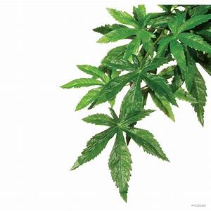 EXO TERRA TERRARIUM PLANTS - Silk Abutilon Plant - Small (min 6)