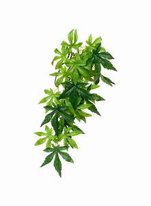 EXO TERRA TERRARIUM PLANTS - Silk Abutilon Plant - Small (min 6)
