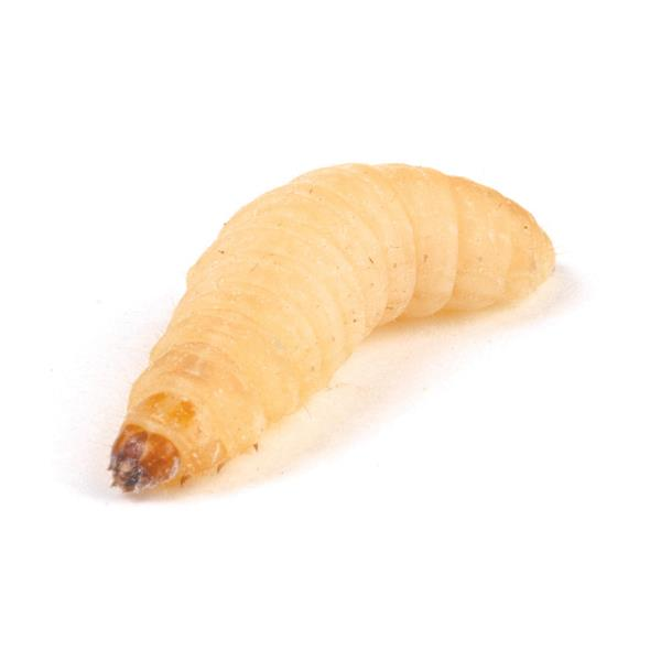 Wax Worms (Live)