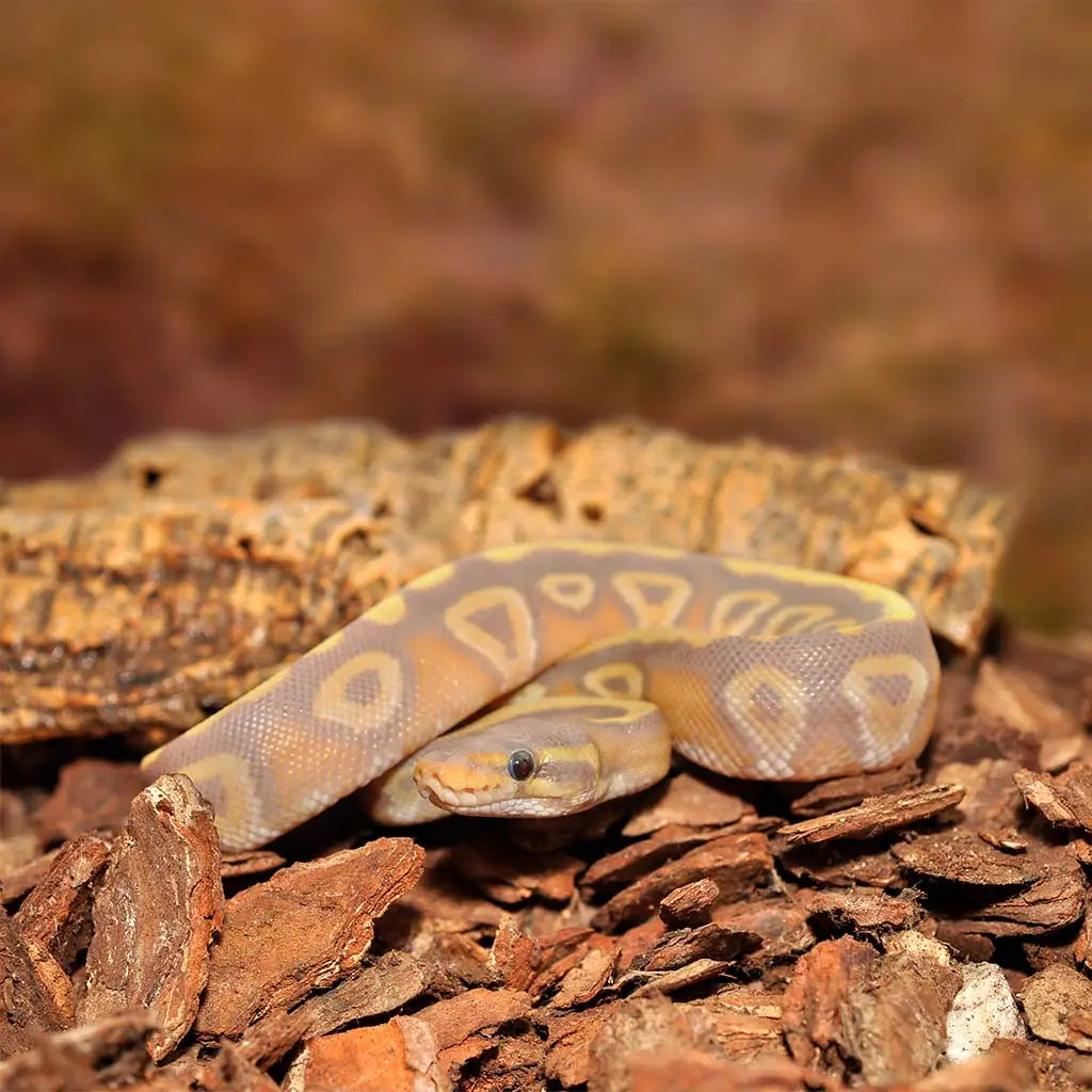 Habistat Orchid Bark Substrate Fine 25 Litres