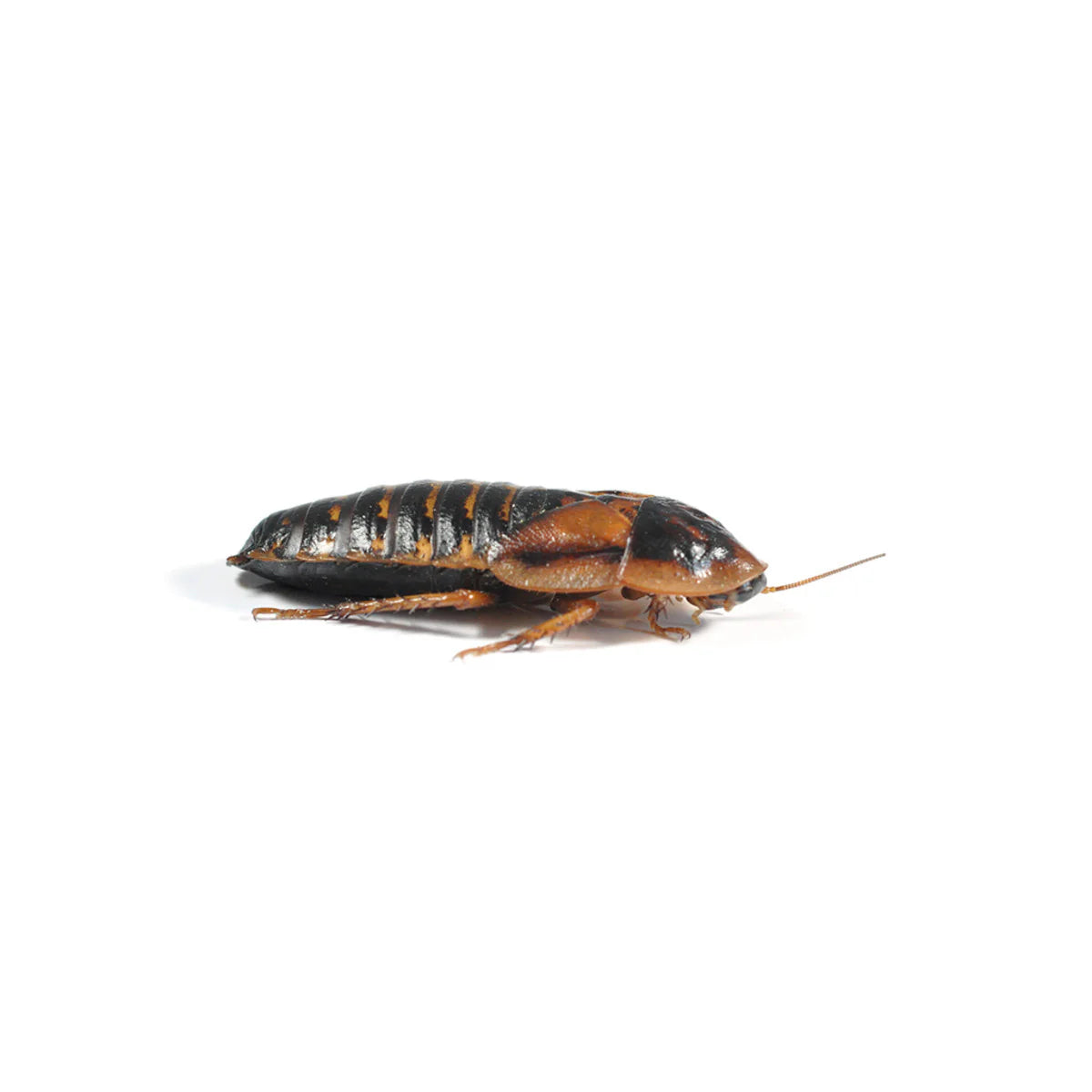 Dubia Roaches (Live)
