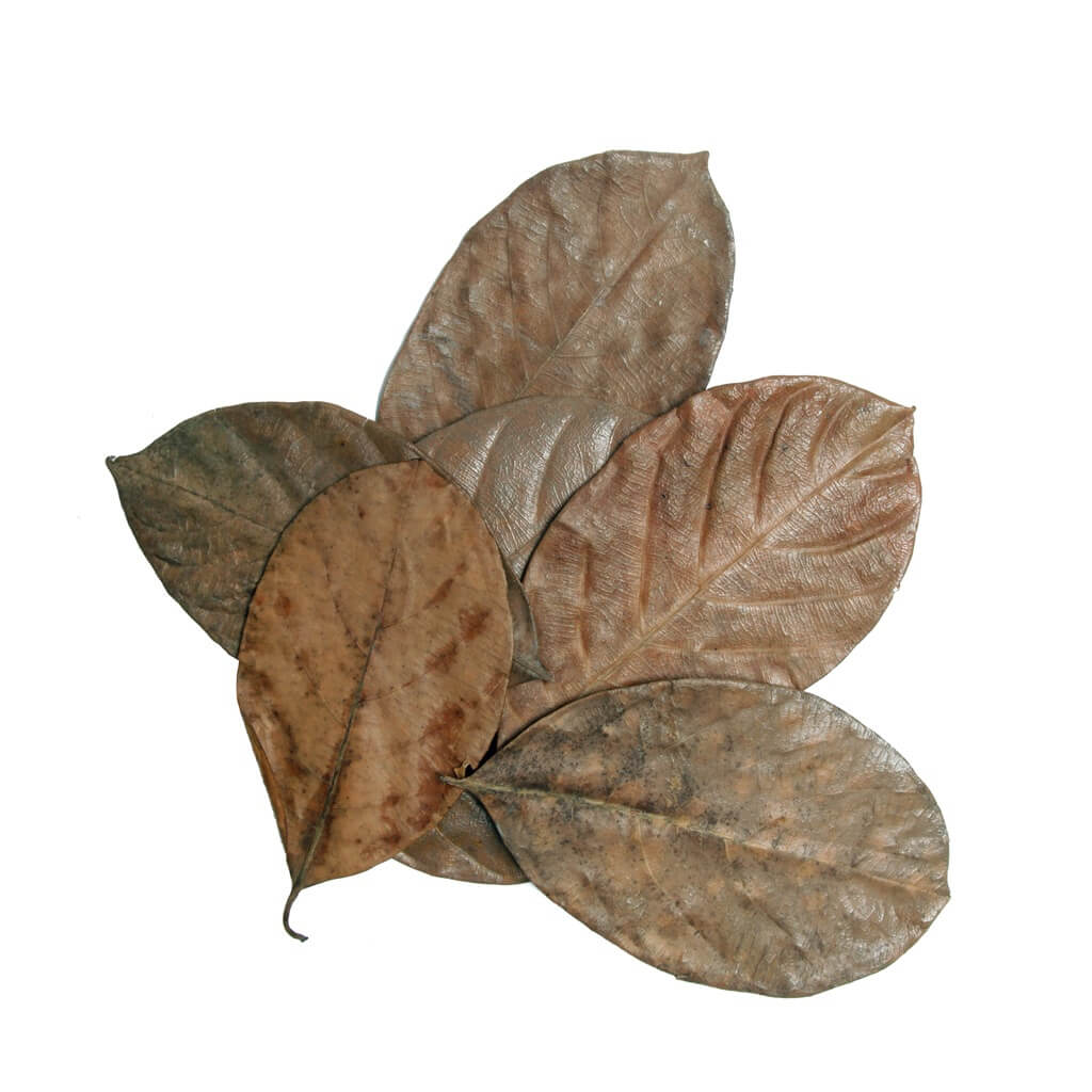 HabiStat Leaves – Mixed Leaves (30 Pack)