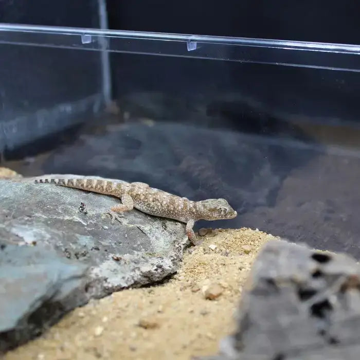 HabiStat Repti Tank Flat Large 42 x 26 x 16cm