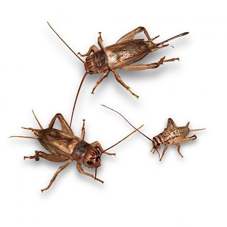 Brown Cricket (Silent / Live)