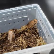 HabiStat Repti Tub Large