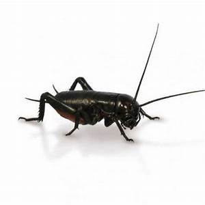 Black Crickets (Live)