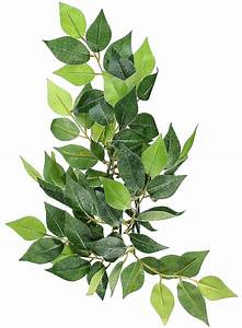 EXO TERRA TERRARIUM PLANTS - Silk Ficus Plant - Small (min 6)