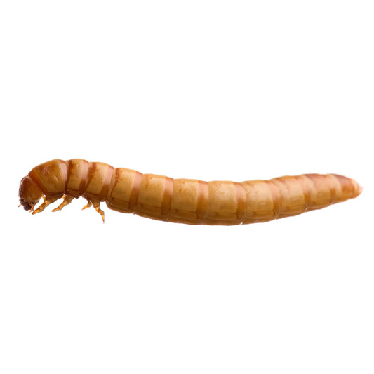 MealWorms (Live)