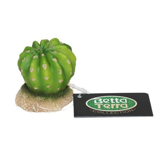 Betta Terra Round Green Succulent