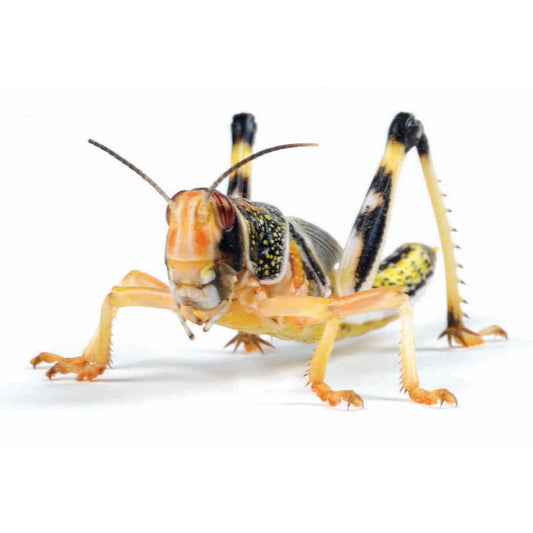 Live Locusts
