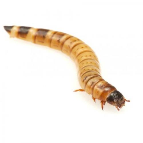 MorioWorms (Live)